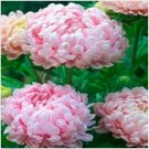Neysastore Aster (Callistephus Tall Paeony Duchess)- Apricot- 50 Seeds