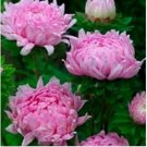 Neysastore Aster (Callistephus Tall Paeony Duchess)- Coral- 50 Seeds