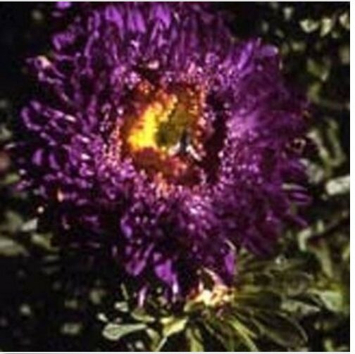 Neysastore Aster (Callistephus Tall Paeony Duchess)- Dark Blue- 50 Seeds