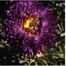 Neysastore Aster (Callistephus Tall Paeony Duchess)- Dark Blue- 50 Seeds