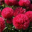Neysastore Aster (Callistephus Tall Double Gremlin)- Red- 50 Seeds