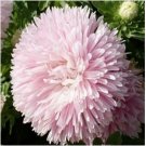 Neysastore Aster (Callistephus Tall Double Gremlin)- Light Pink- 50 Seeds