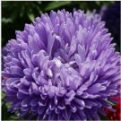 Neysastore Aster (Callistephus Tall Double Gremlin)- Lavender- 50 Seeds