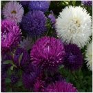Neysastore Aster (Callistephus Tall Double Gremlin)- Mixed- 50 Seeds