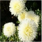 Neysastore Aster (Callistephus Tall Double Gremlin)- Yellow- 50 Seeds