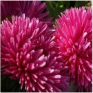 Neysastore Aster (Callistephus Tall Double Gremlin)- Dark Pink- 50 Seeds