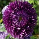 Neysastore Aster (Callistephus Tall Double Gremlin)- Dark Violet- 50 Seeds