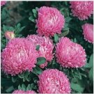 Neysastore Aster (Callistephus Dwarf Milady) Rose- 50 Se