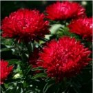 Neysastore Aster (Callistephus Dwarf Milady) -Scarlet- 50 Seeds