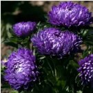 Neysastore Aster (Callistephus Dwarf Milady) -Blue- 50 Seeds