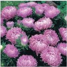 Neysastore Aster (Callistephus Dwarf Milady) - Lilac- 50 Seeds