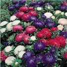 Neysastore Aster (Callistephus Dwarf Milady) - Mixed- 50 Seeds