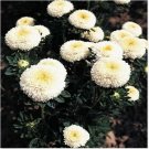 Neysastore Aster (Callistephus Tall Pompon) White- 50 Seeds