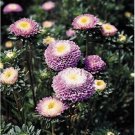 Neysastore Aster (Callistephus Tall Pompon) - Light Blue- 50 Seeds