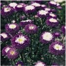 Neysastore Aster (Callistephus Tall Pompon) - Blue- 50 Seeds