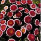 Neysastore Aster (Callistephus Tall Pompon) - Hi-no-maru- 50 Seeds
