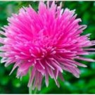 Neysastore Aster (Callistephus Tall Needle Unicom)- Rose- 50 Seeds