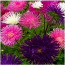 Neysastore Aster (Callistephus Tall Needle Unicom)- Mix- 50 Seeds