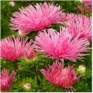 Neysastore Aster (Callistephus Tall Needle Unicom)- Salmon- 50 Seeds