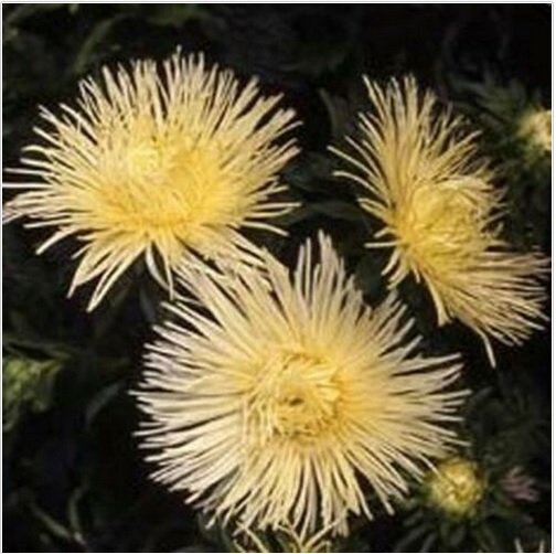 Neysastore Aster (Callistephus Tall Needle Unicom)- Yellow- 50 Seeds