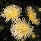 Neysastore Aster (Callistephus Tall Needle Unicom)- Yellow- 50 Seeds