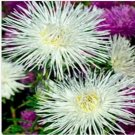 Neysastore Aster (Callistephus Tall Needle Unicom)- White- 50 Seeds