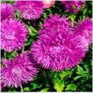 Neysastore Aster (Callistephus Tall Needle Unicom)- Violet- 50 Seeds