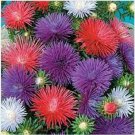 Neysastore Aster (Callistephus Chinensis )Sea Star- 50 Seeds