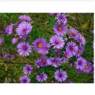 Neysastore New England Aster (Aster Novae Angliae)- 100 Seeds
