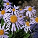 Neysastore Aster (Aster Tongolensis) Wartburg Star- 50 Seeds