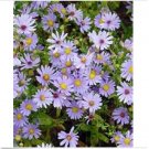 Neysastore Aster- Sky Blue- 50 Seeds