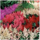Neysastore Astilbe (Astilbe Arendsii) Bunter Mix- 50 Seeds
