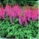 Neysastore Astilbe (Astilbe Chinensis) Pumila Rosy- 50 Seeds