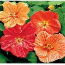 Neysastore Abutilon Hybridum Bellvue Mix- 50 Seeds