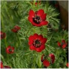 Neysastore Adonis Aestivalis-Pheasant's Eye- 25 Seeds