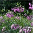 Neysastore Allium Cernuum-Nodding Pink Onion- 50 Seeds