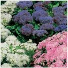Neysastore Ageratum Mexicanum Mix- 200 Seeds