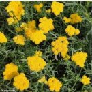 Neysastore Ageratum (Lonas Inodora)- Yellow- 200 Seeds