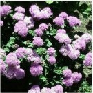 Neysastore Ageratum Mexicanum Pink- 200 Seeds