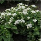 Neysastore Ageratum Mexicanum White)- 100 Seeds