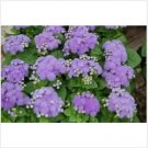 Neysastore Ageratum Mexicanum Blue- 200 Seeds