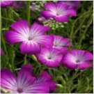 Neysastore Agrostemma Githago Purple Queen- 50 Seeds