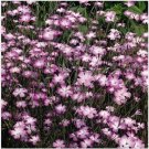 Neysastore Agrostemma Githago Milas Rose- 50 Seeds