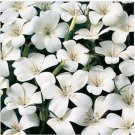 Neysastore Agrostemma Githago Bianca White- 50 Seeds
