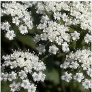 Neysastore Anise (Pimpinella Anisum)- 100 Seeds