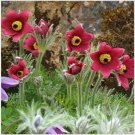 Neysastore Anemone- Pulsatilla Vulgaris-Pasque Flower- Red- 25 Seeds