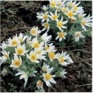Neysastore Anemone- Pulsatilla Vulgaris-Pasque Flower- White- 25 Seeds