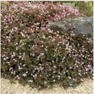 Neysastore Pinkhead Smartweed- (Polygonum Capitatum) (Punching Balls) - 50 Seeds