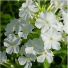 Neysastore Phlox- White - 100 seeds