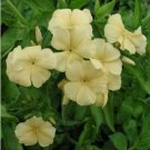 Neysastore Phlox- Yellow- 100 seeds